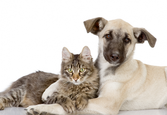 Município de Nazaré Paulista promove Campanha de Vacinação Contra Raiva – Cães & Gatos