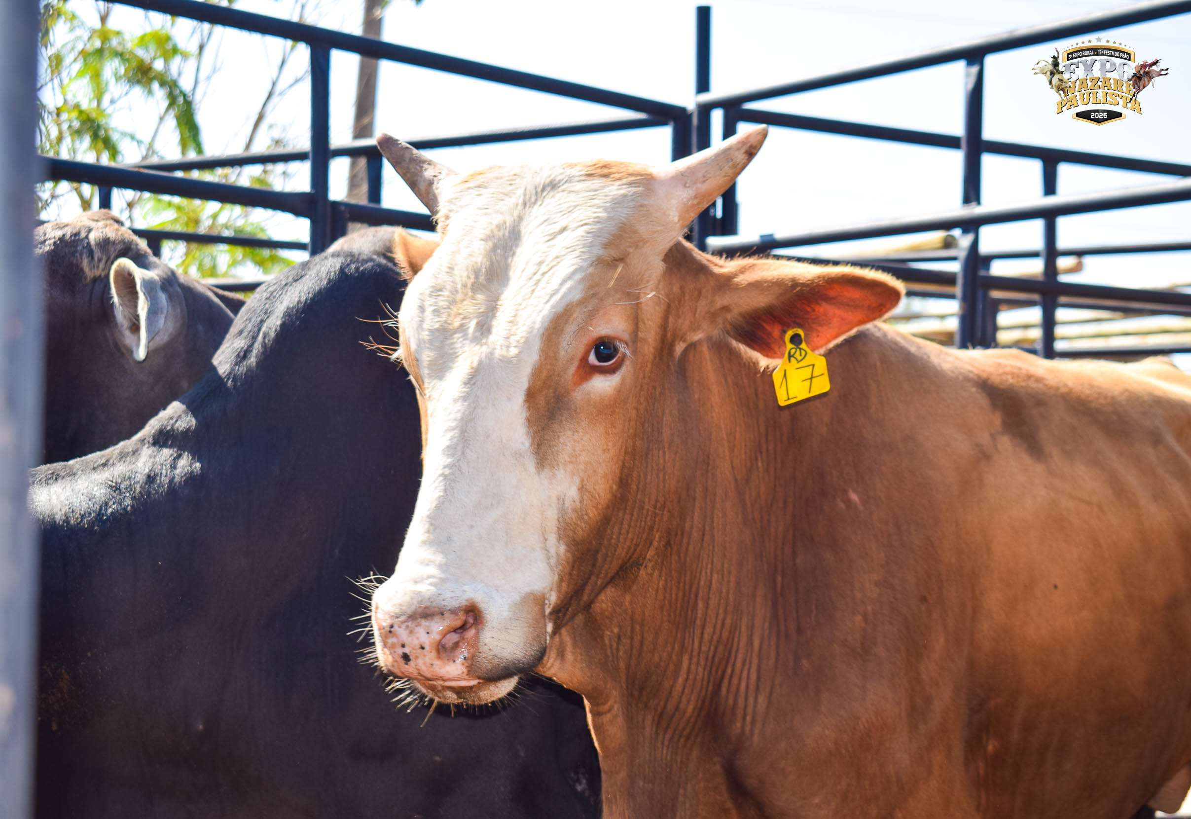 Veja os melhores momentos do 3º dia da 13ª Festa do Peão de Boiadeiro de 2025, em Nazaré Paulista