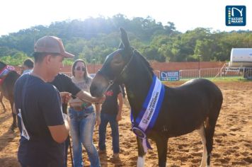 Foto - Veja como foi o 1º dia da Prova de Marcha de Equinos e Muares 2024 de Nazaré Paulista