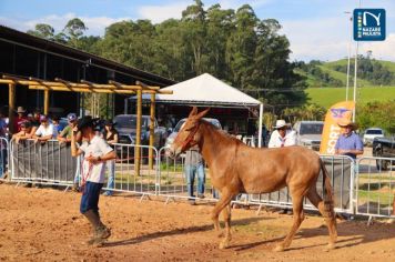 Foto - Veja como foi o 1º dia da Prova de Marcha de Equinos e Muares 2024 de Nazaré Paulista