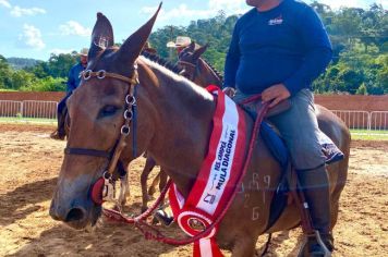 Foto - Veja como foi o 1º dia da Prova de Marcha de Equinos e Muares 2024 de Nazaré Paulista